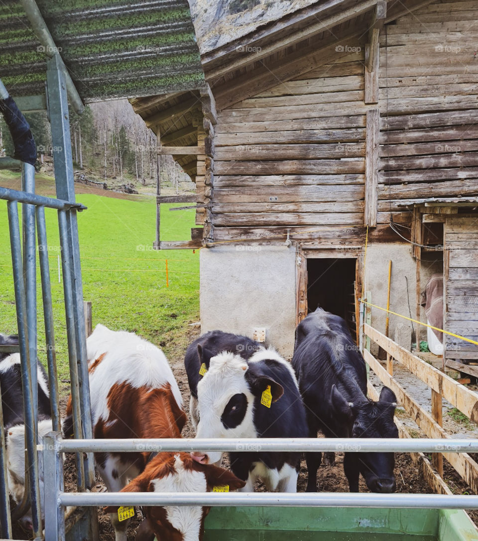 a fraction of life in the village