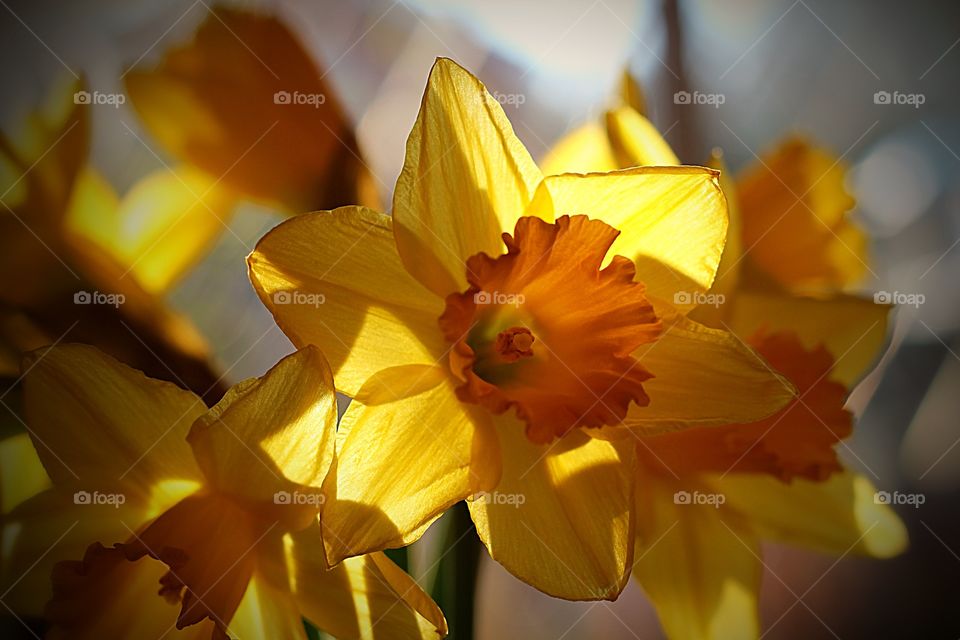 Daffodil close up