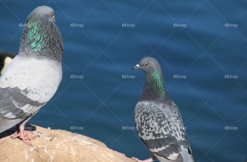 Pair of Pigeons on a Rock