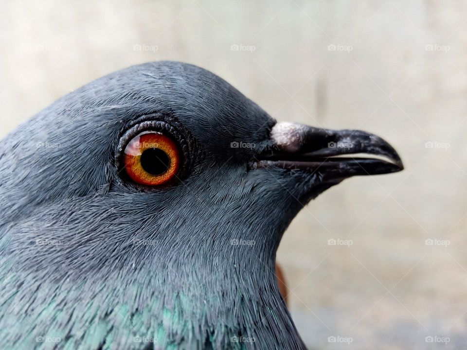 scared pigeon close up