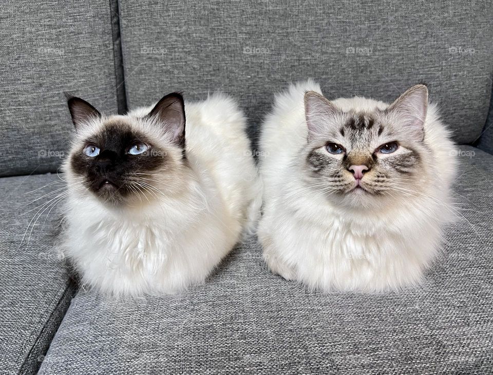 Close up of two beautiful furry Sacred Birman cats side by side on the gray background 