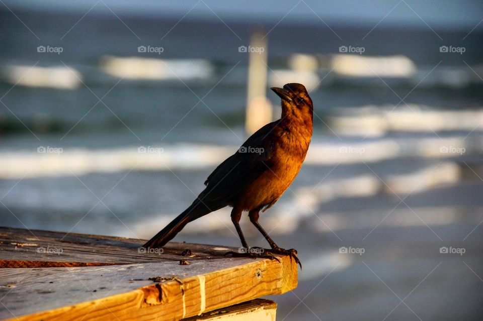 Bird perching on wood