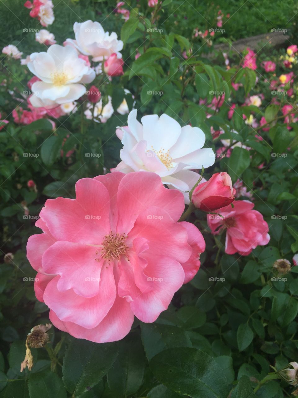 Pink and White Roses in the Garden at Biltmore Estate