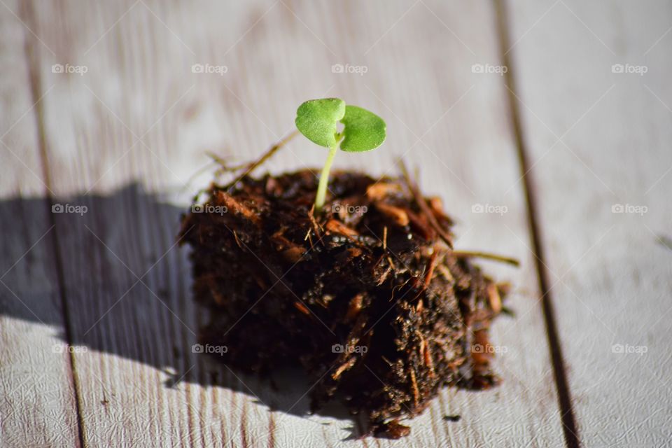 A green seedling in rich compost is ready to be planted in soil