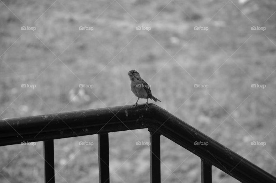beautiful bird
black and white
beauty of bird
flying in the air without any fear