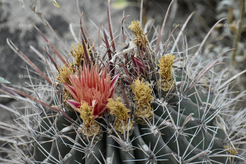 Desert Botanical Garden cactus flowering