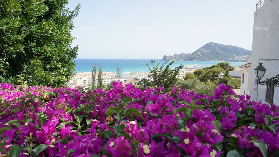 Nature#plant#flowers#beach#view#sea