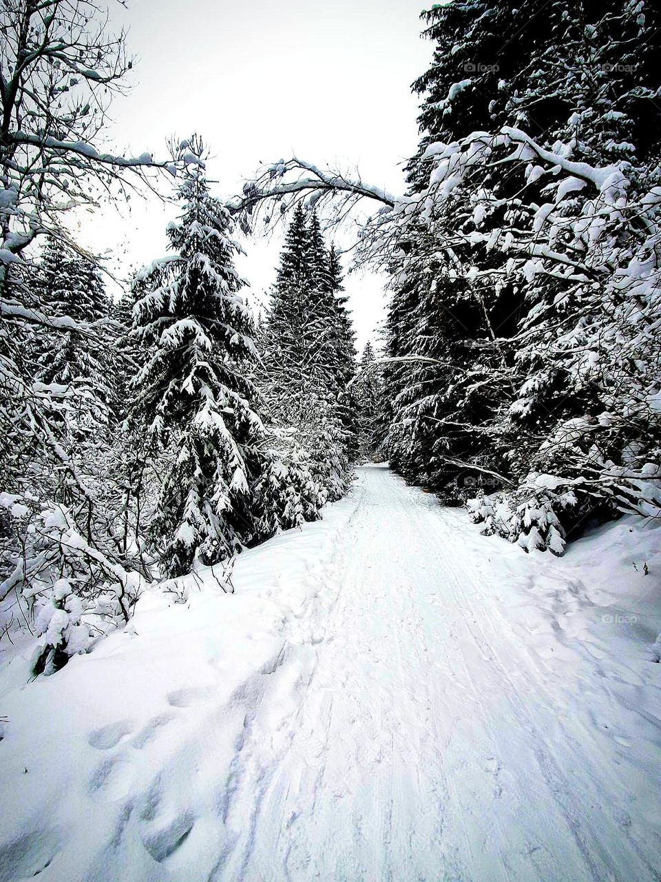 White colour.  Nature.  Winter landscape.  Path covered with snow. Around are trees covered with white snow.