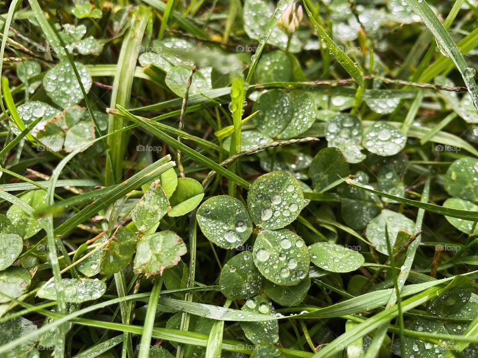 Clover patch covers leaf rainfall green raindrops waterdrops droplets wet water rain drop outside nature outdoors elements dew dewdrops plant plants leafs Grass splashes phone photography