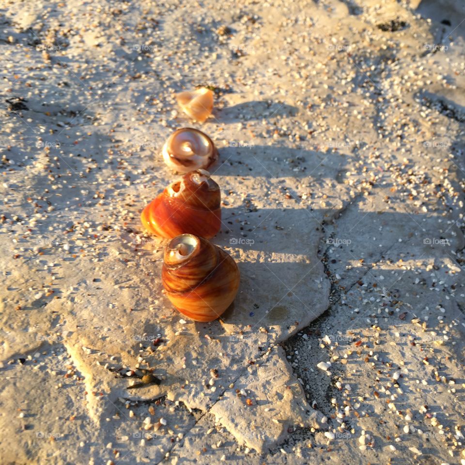 Sea shells by the sea shore