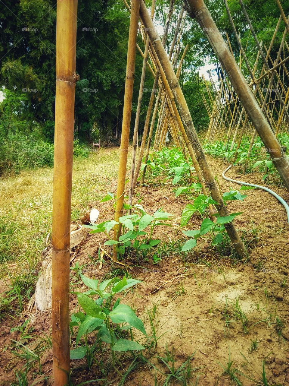 Planting beans, agriculture
