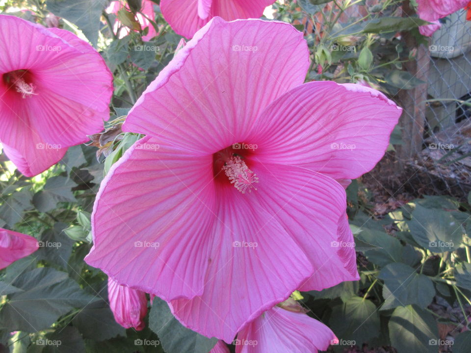 hollyhock