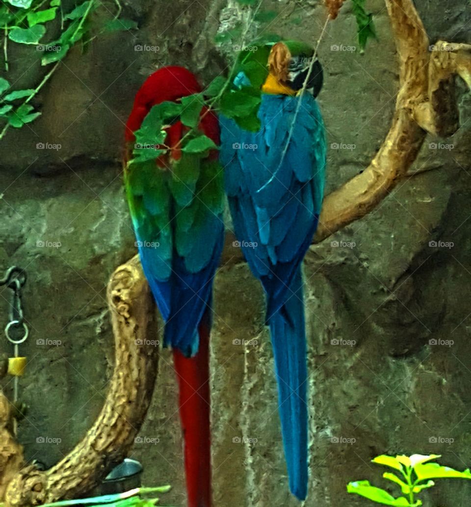 Parrot Romance