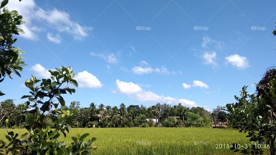 blue sky with green land