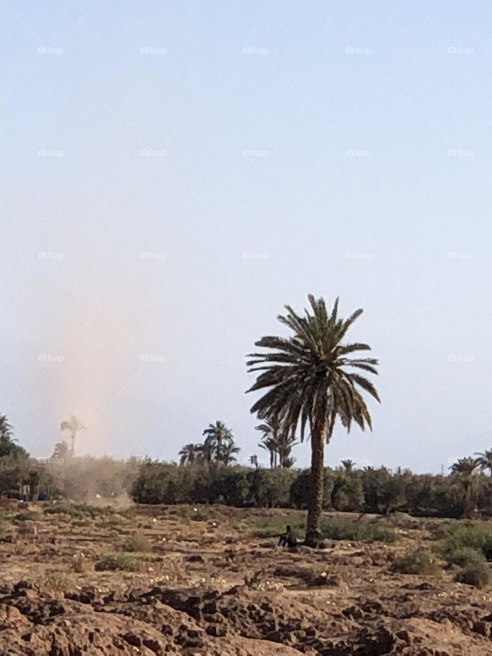 Beautiful dust flying cross the sky near a palm tree in nature.