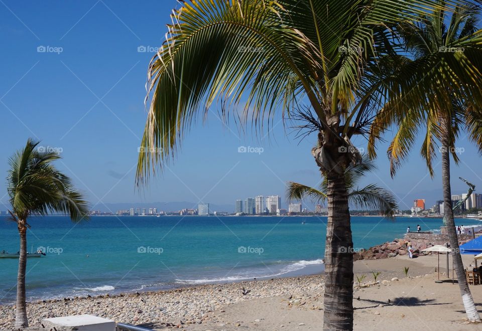 Palm tree with a view.  Seaside photo taken in Puerto Vallarta, Mexico.