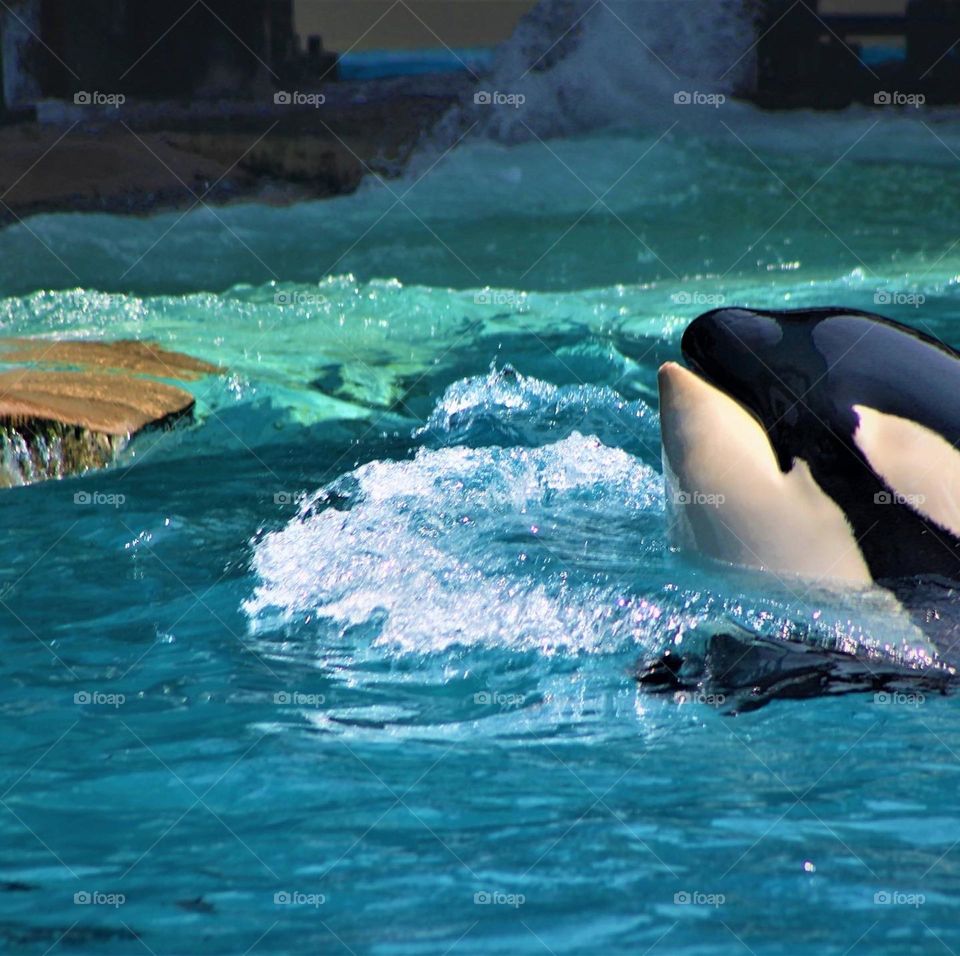 Killer whale swimming in pool