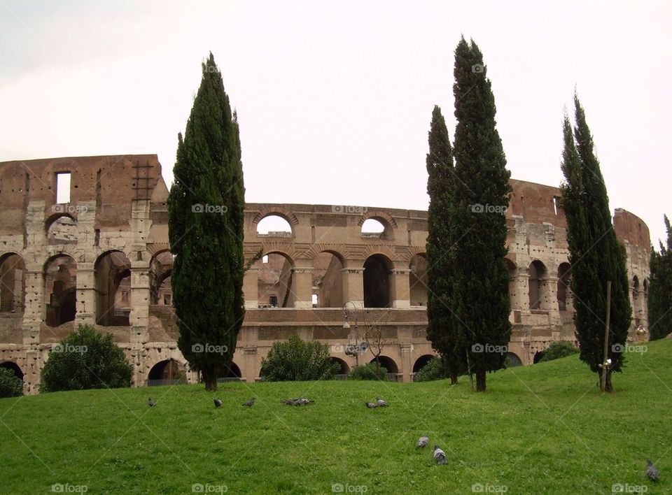 Trees coliseum 