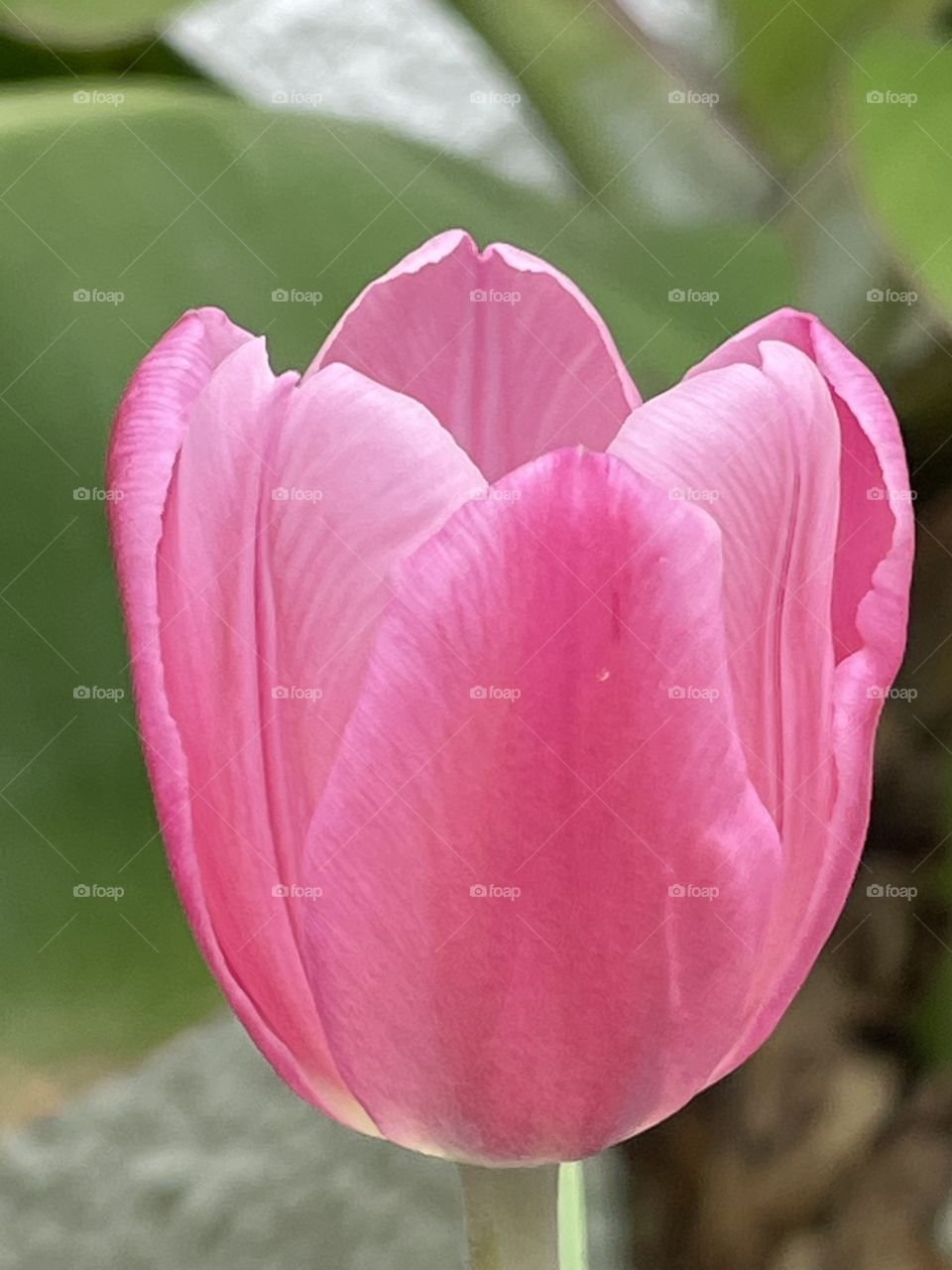 Tulipa