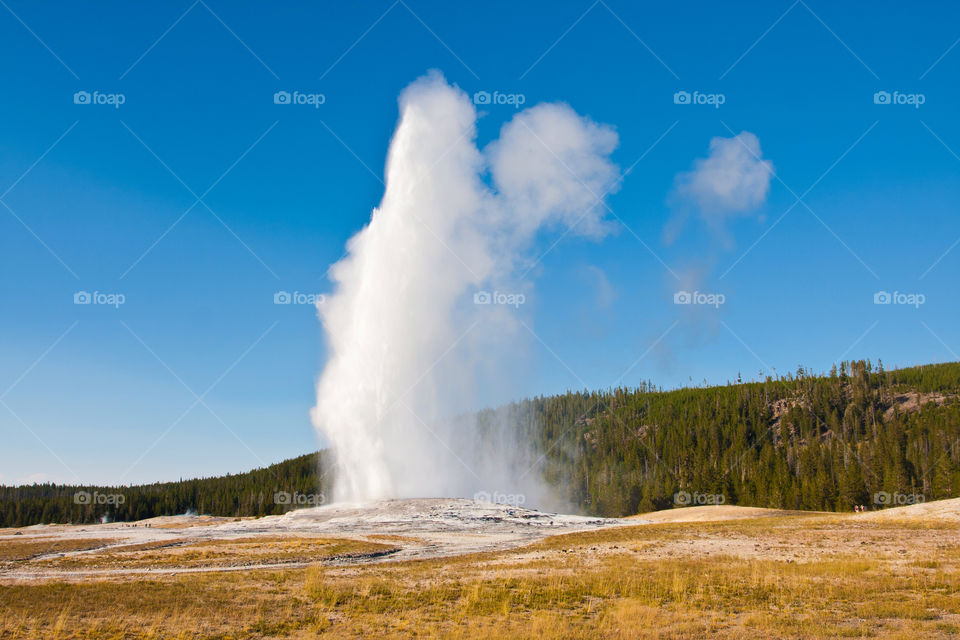 Old faithful geyser erupting in Yellowstone