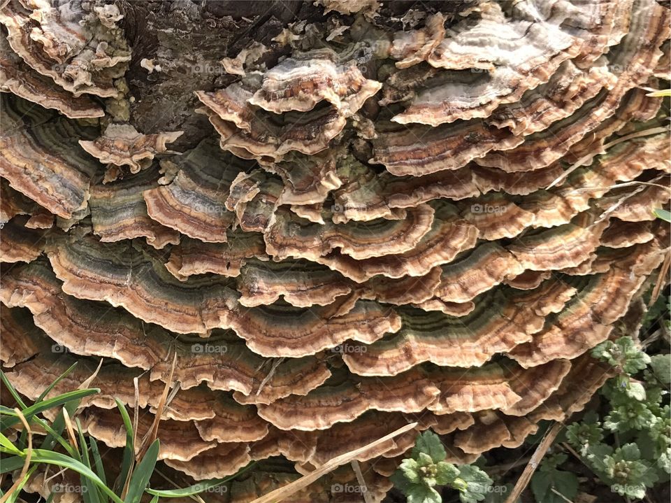 Close-up road stool shelf fungus texture 