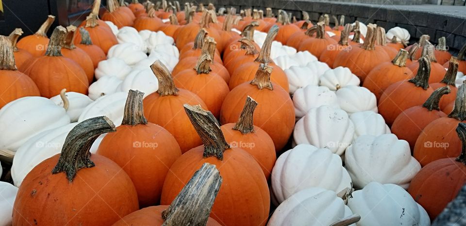 pumpkin art