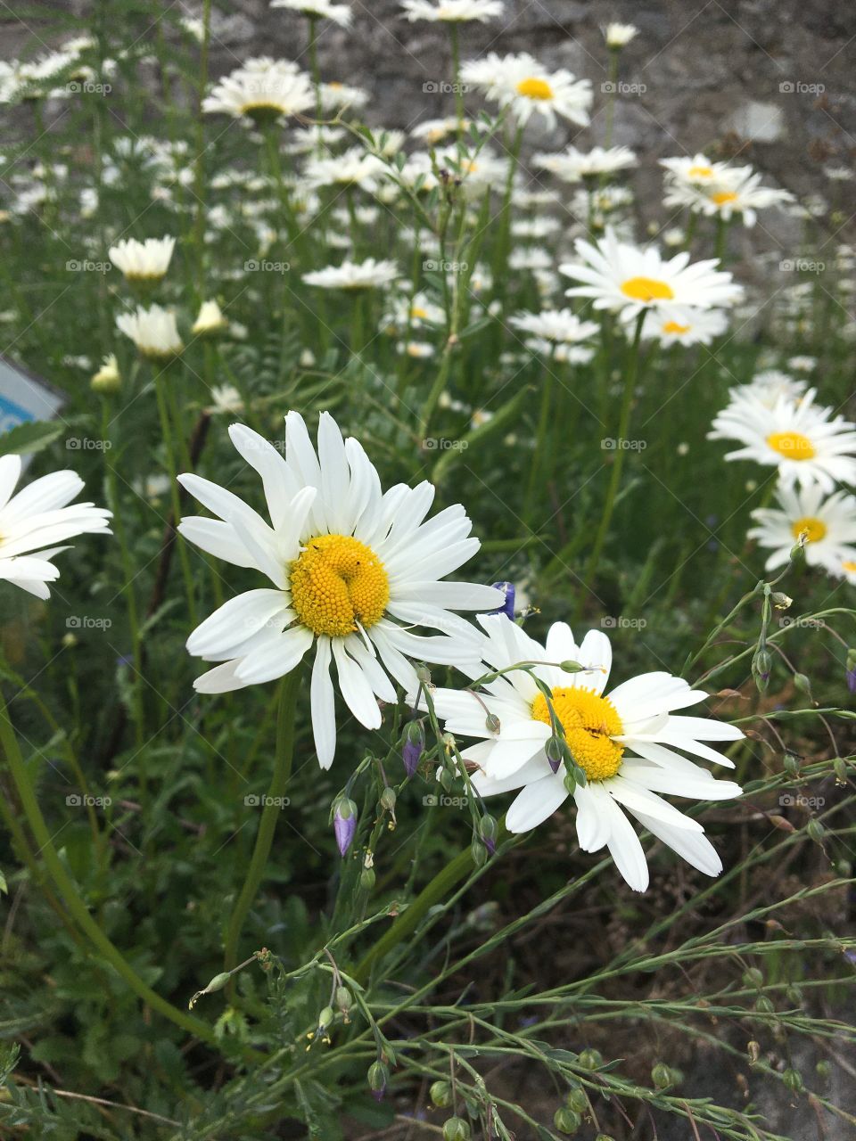 Marguerites 