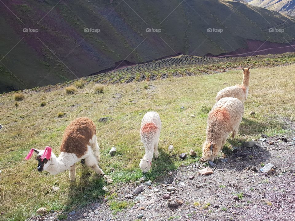 Alpacas