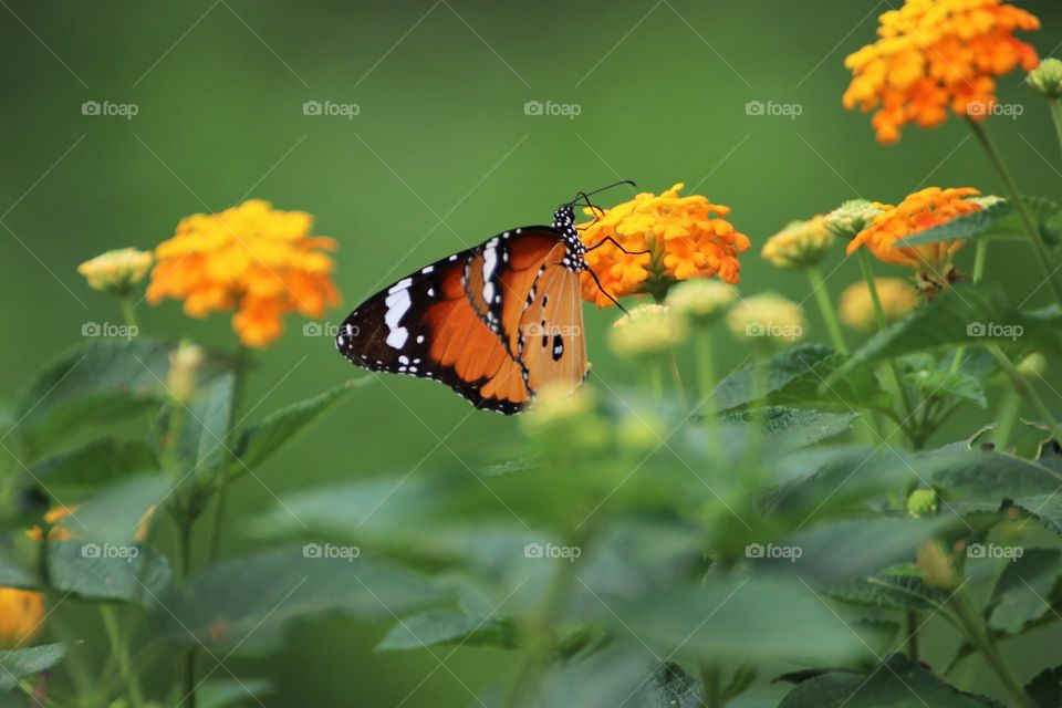 butterfly