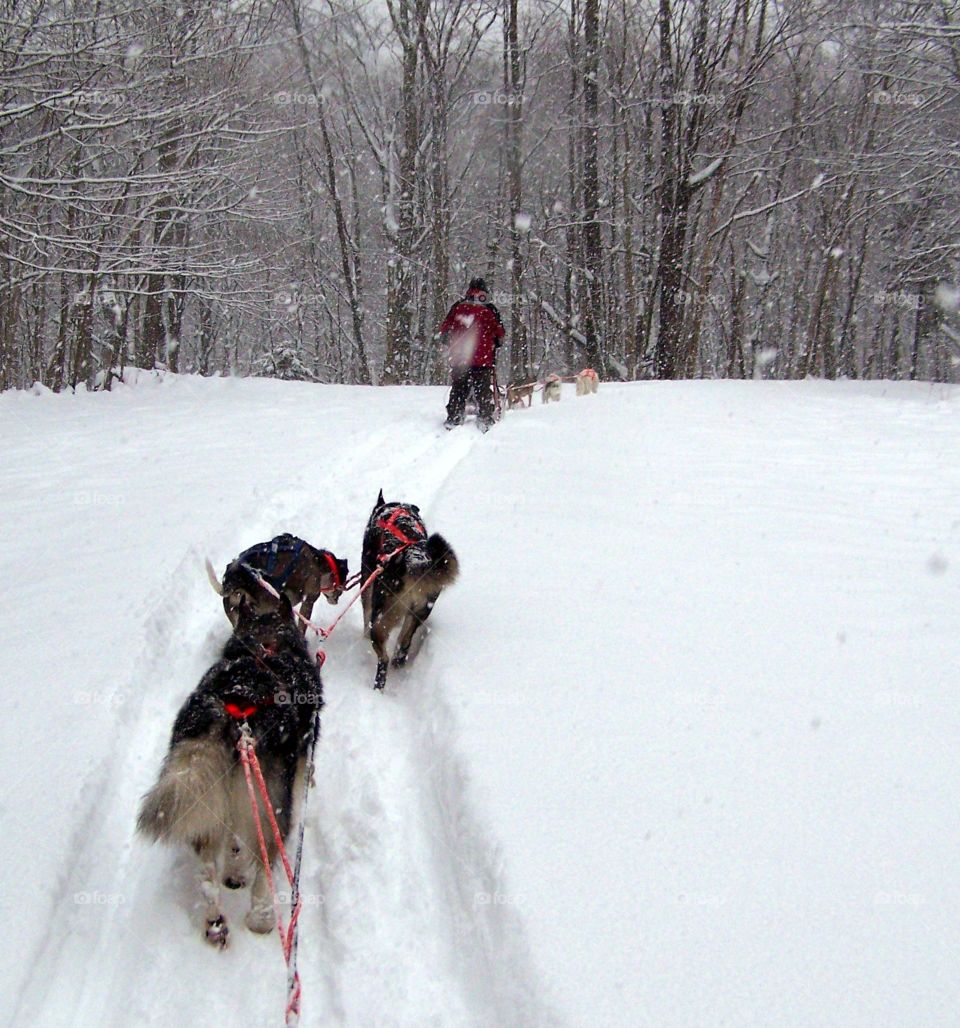 Sled dogs on the trail