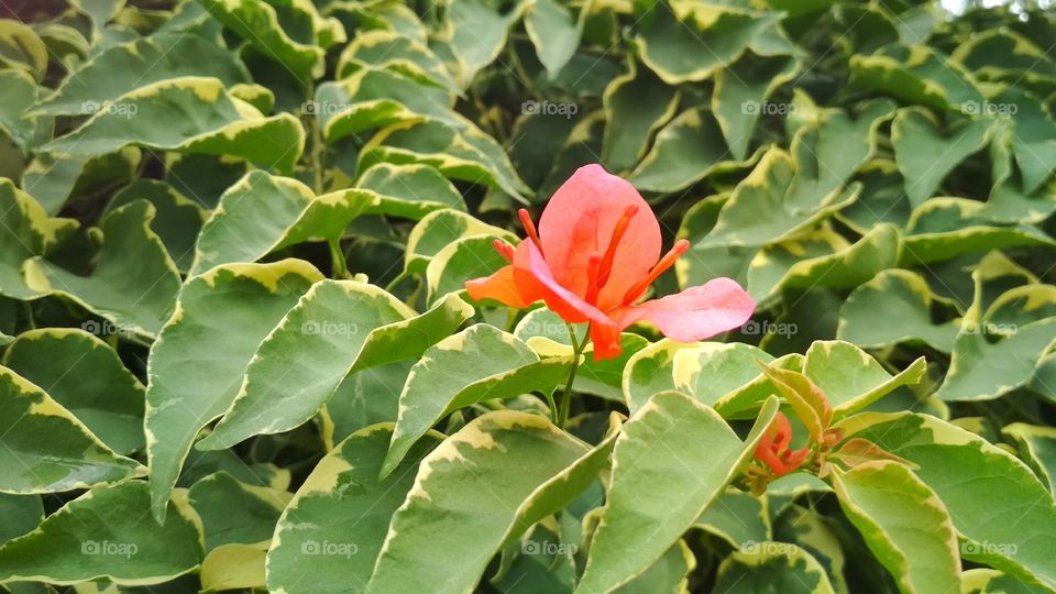 Under this beautiful weather, this red bougainvillea was spotted with dual tone leaves giving a nice vibrant view of the flowers.