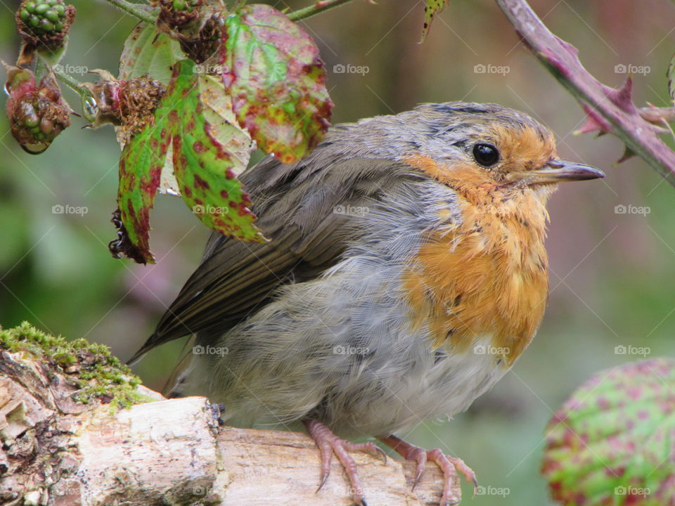 Bird, Nature, Wildlife, Animal, Outdoors