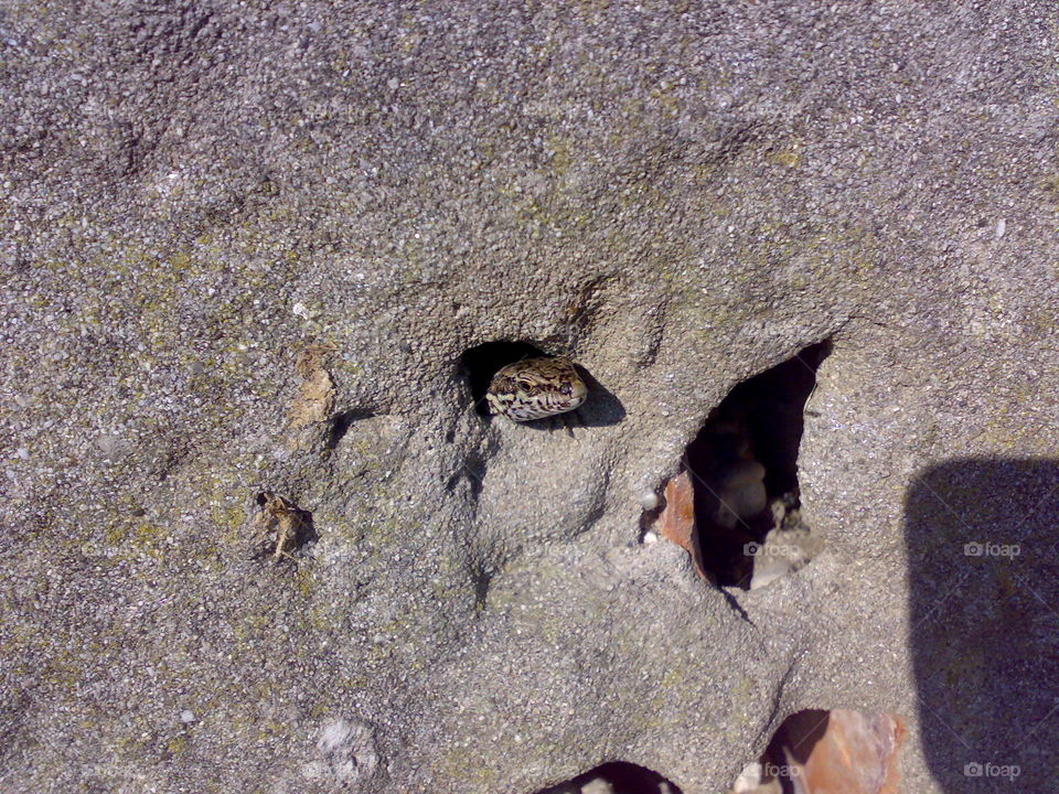 lizard looking in the hole of the wall cave