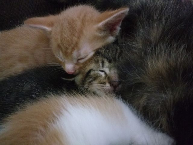 kitten