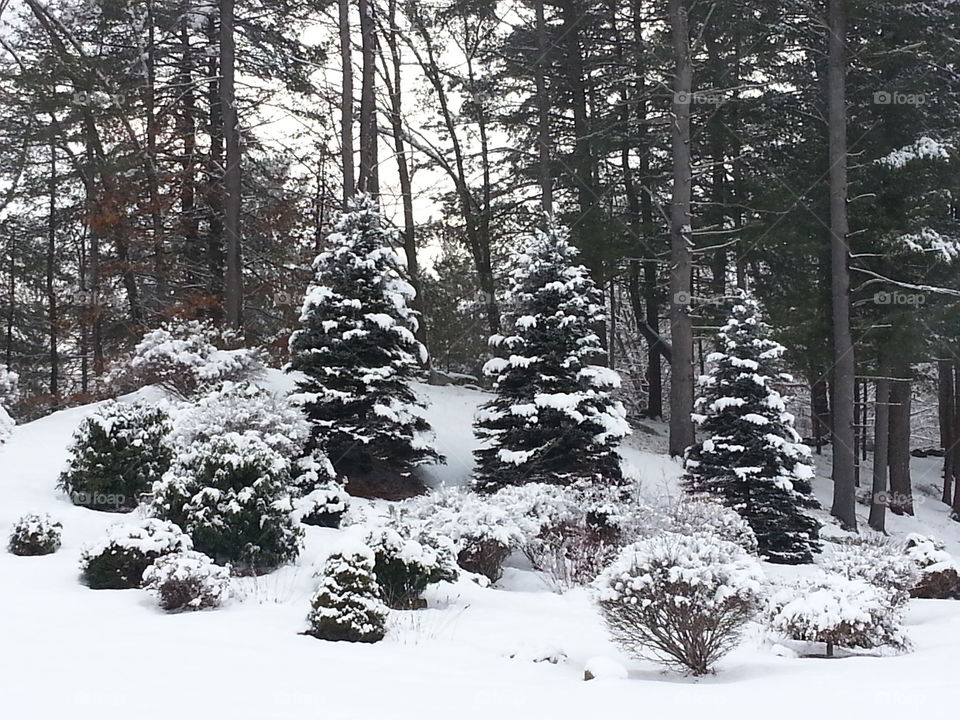 Beautiful trees after the first snow