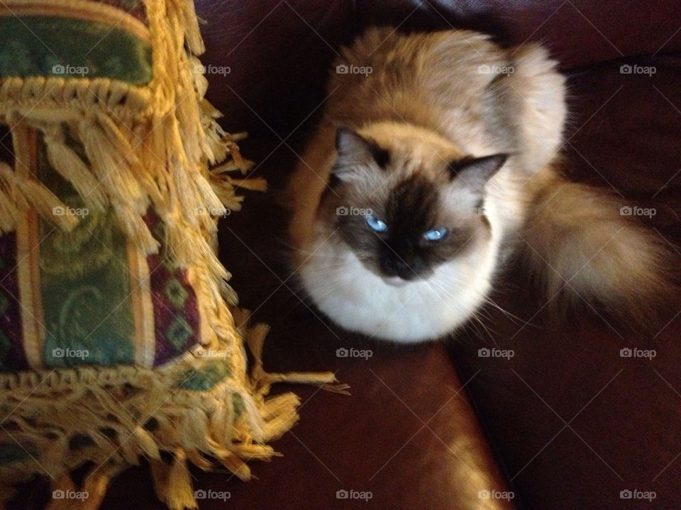 cats eyes my sweet pet by michaella