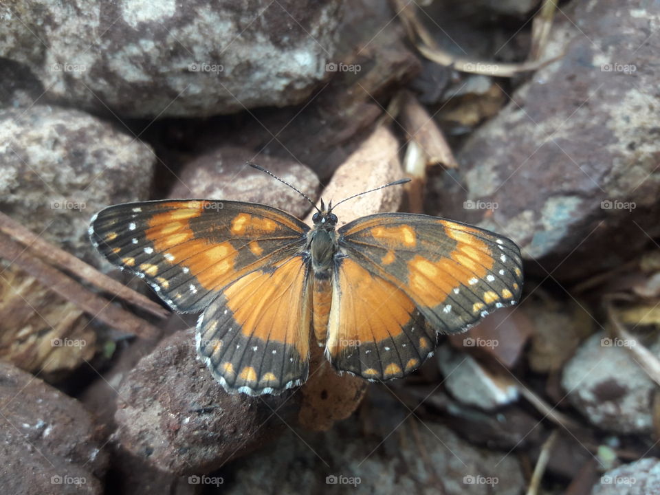 tá preparada para tirar uma sefie dona borboleta !
