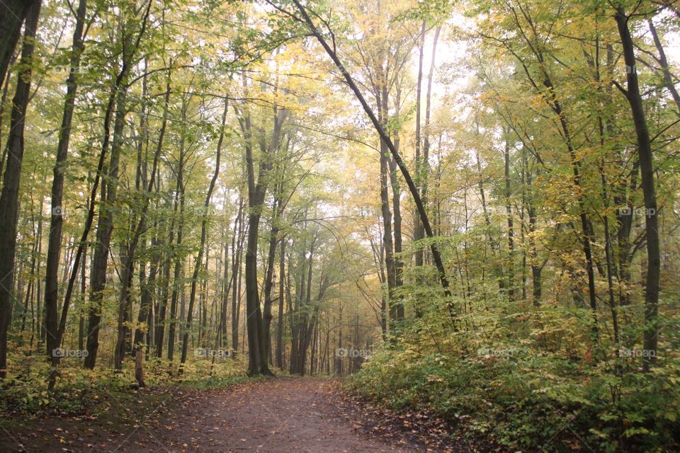 Mist in autumn forest