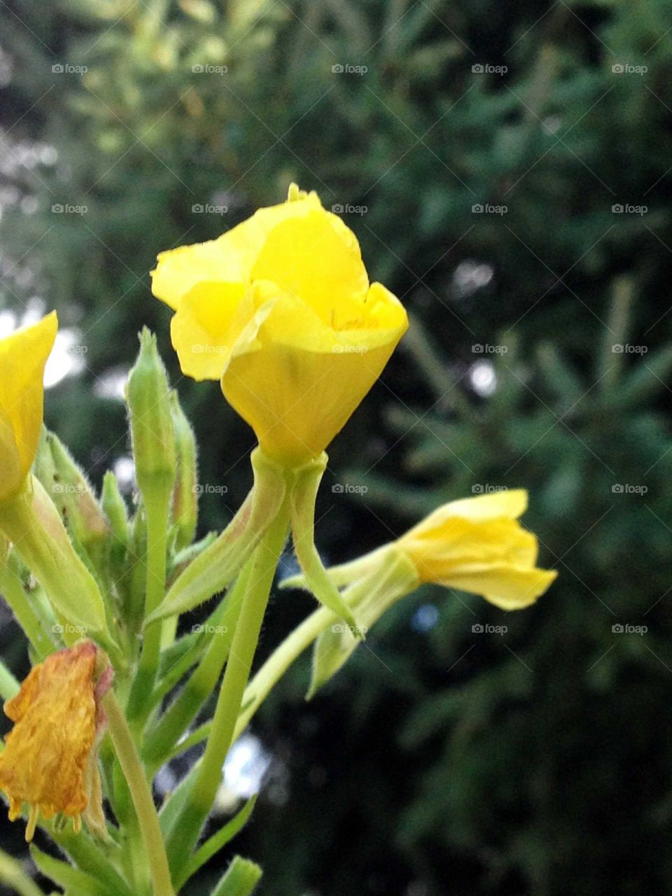 Weeds are pretty too, in yellow.