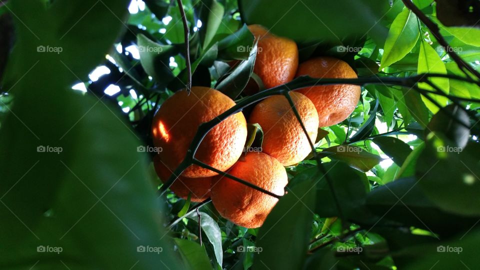 Tangerine family. tangerine picking in my backyard