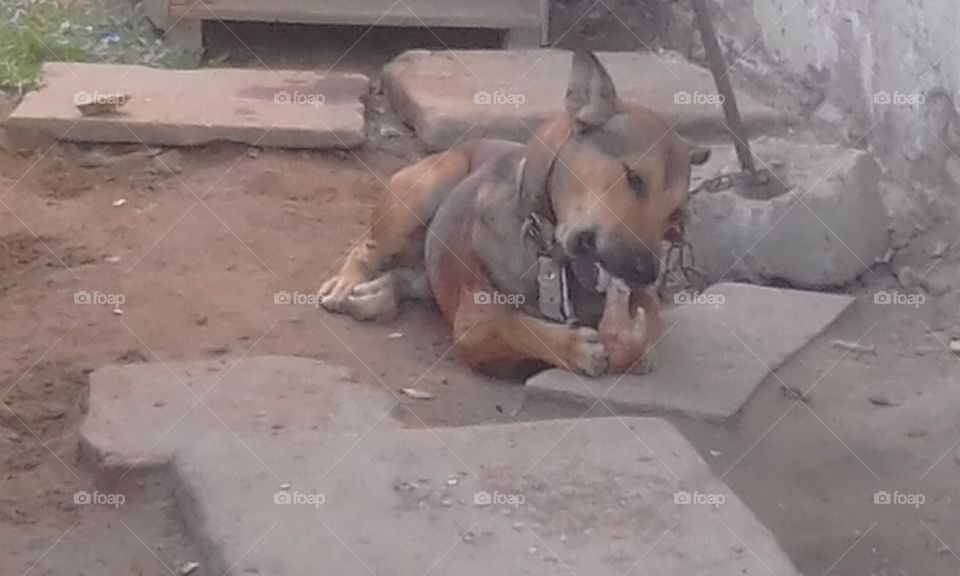dog eat bone