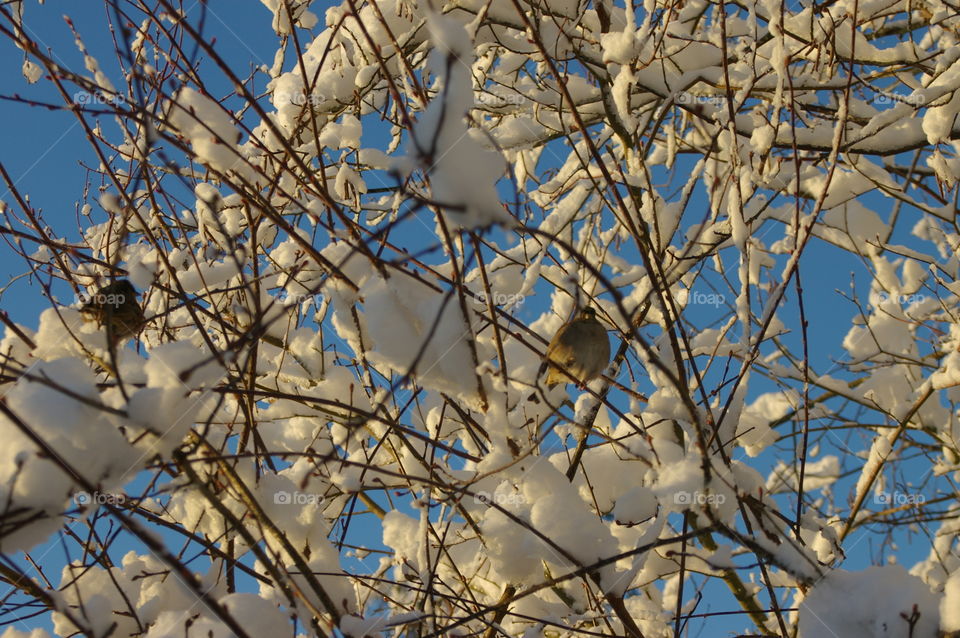 birds in snow covered branches