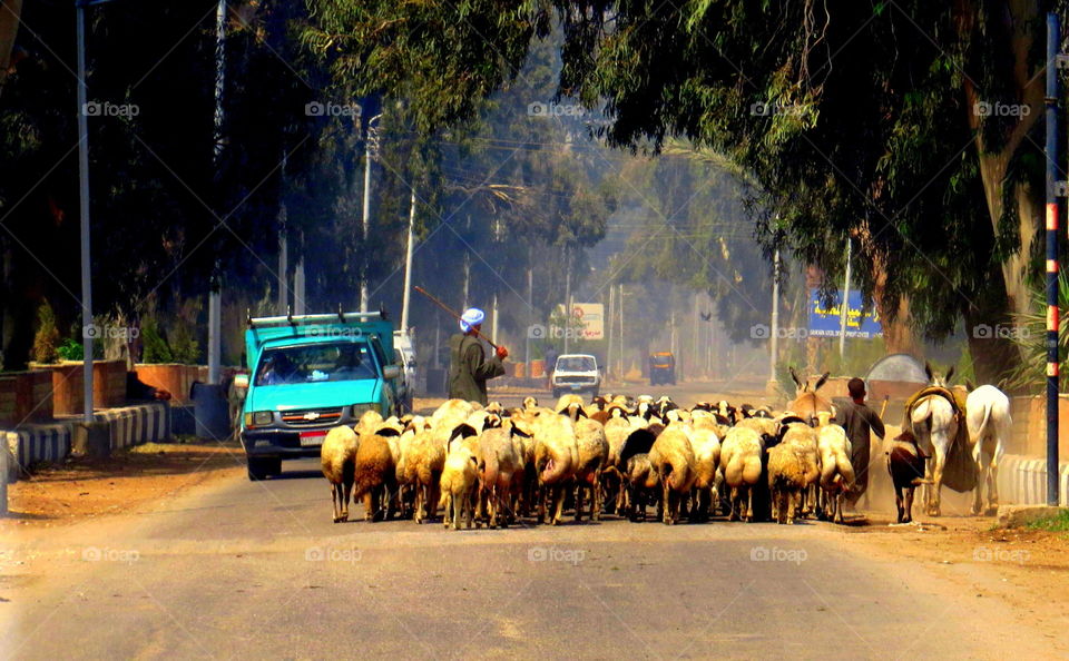 Egyptian Sheep Farmers Herding on Cairo Street