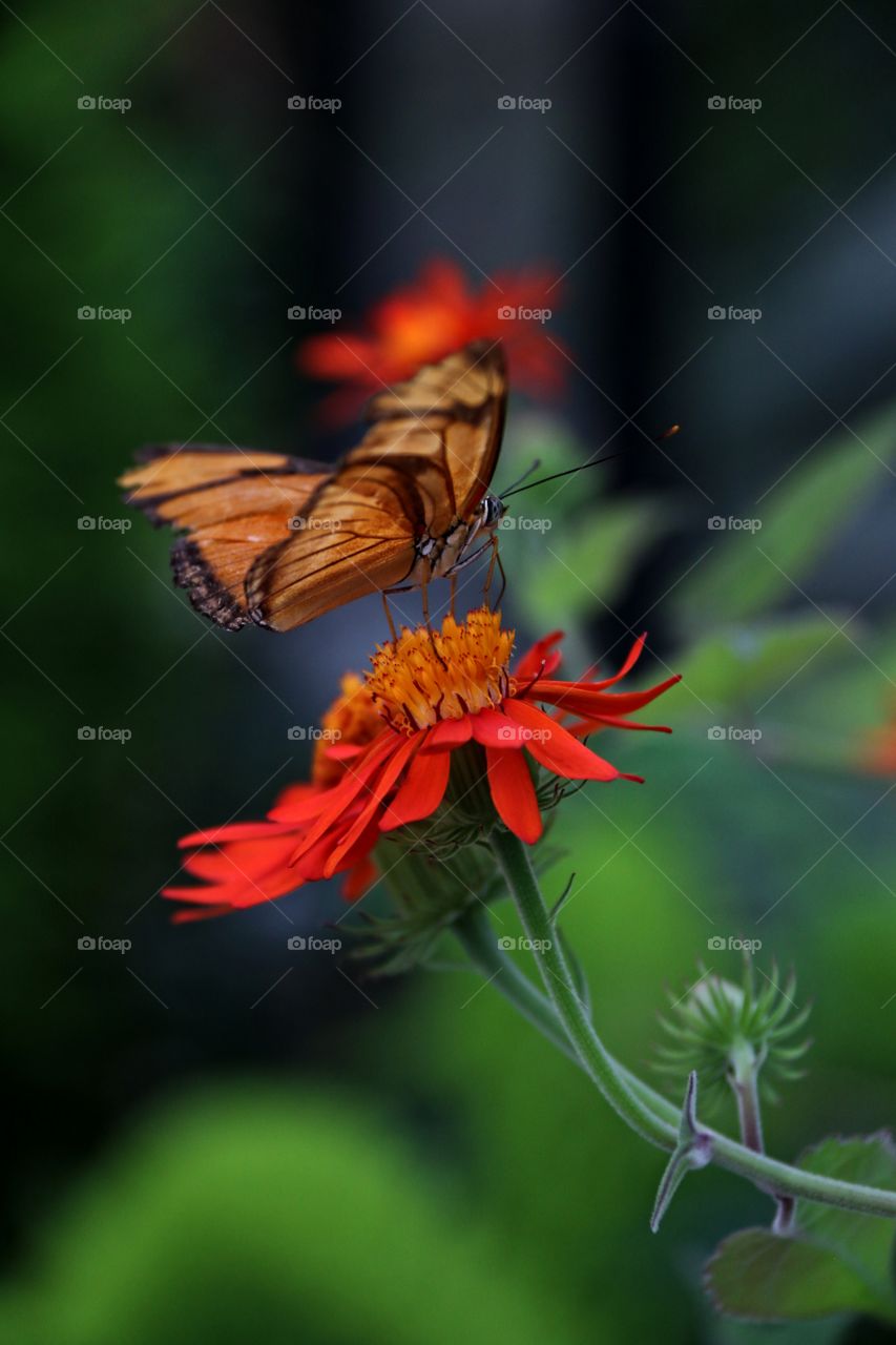 Macro image orange monarch type butterfly on red flower blurred background