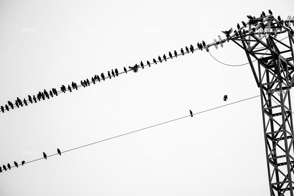 Flock of birds on power line