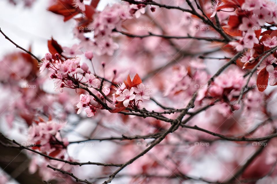 Cherry, Tree, Branch, Nature, Flower