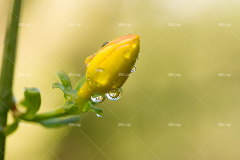 Yellow Flower Bud in the Rain