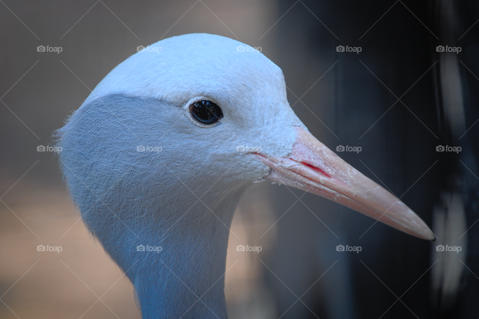 Blue crane