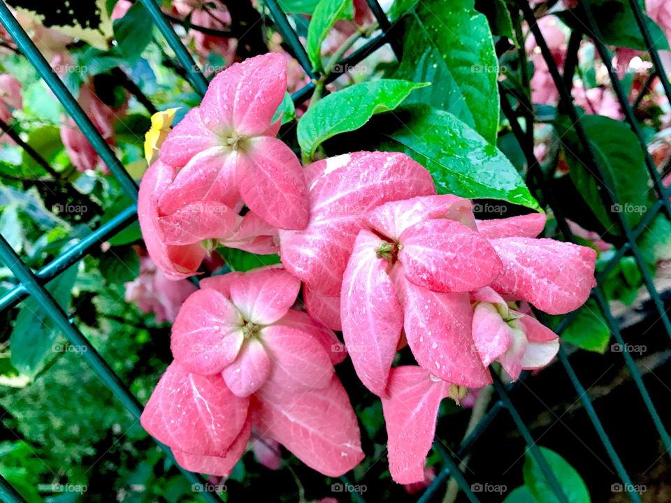 Pink flowers covered with rain drops in the garden