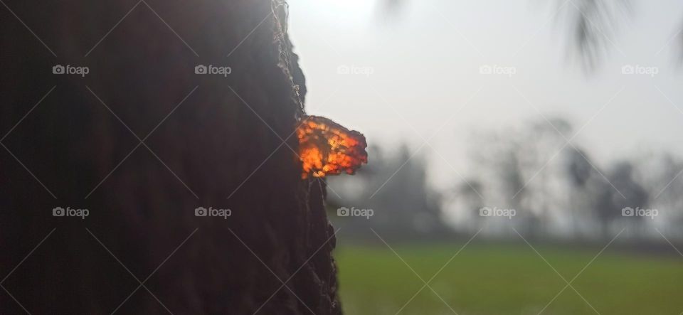 The reddish gum on the tree branch
